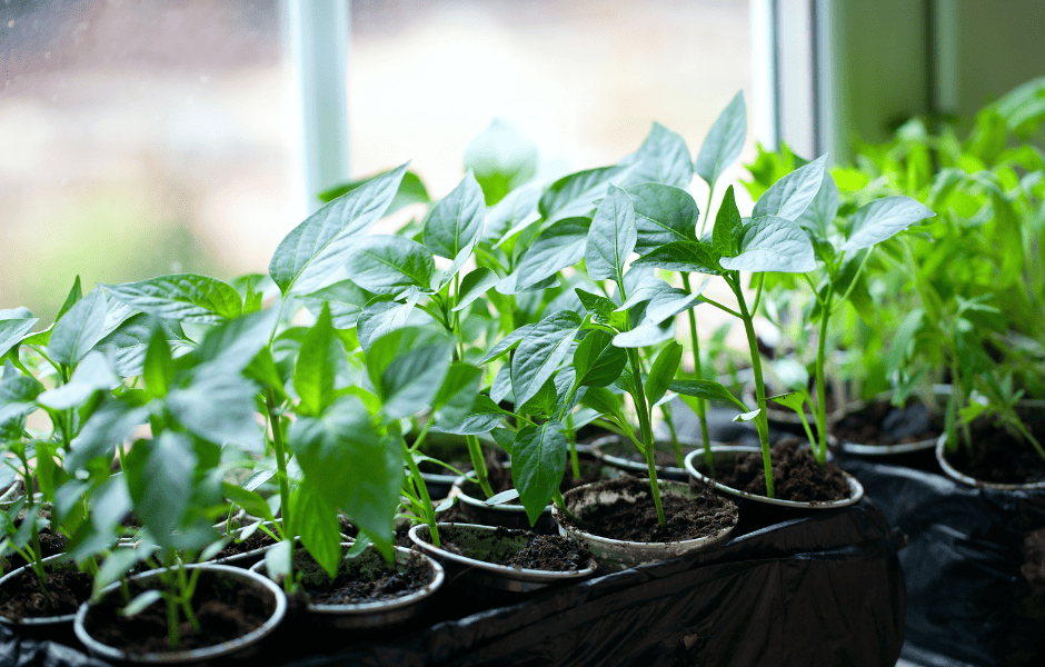 paprika presajanje