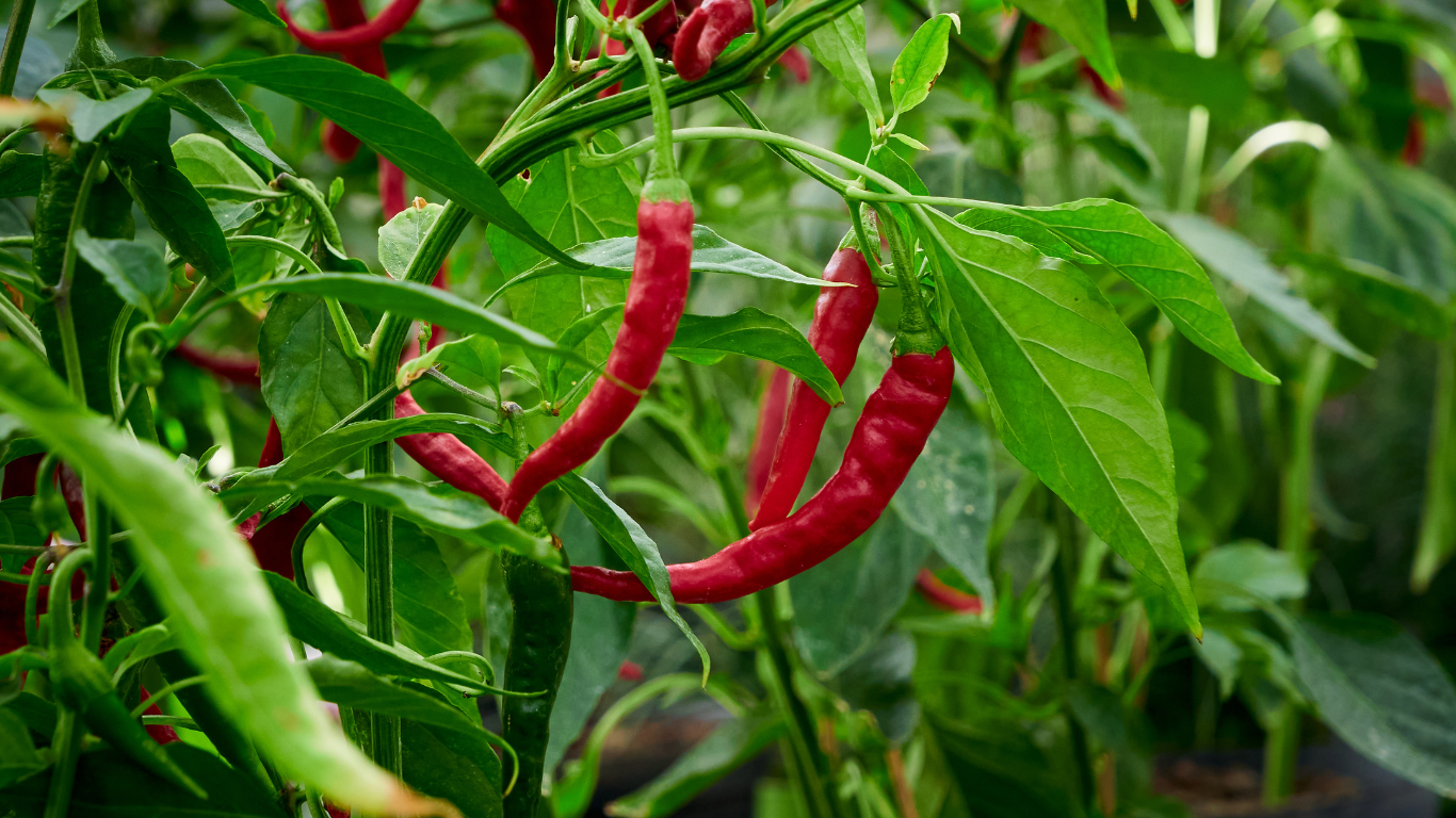 paprika
