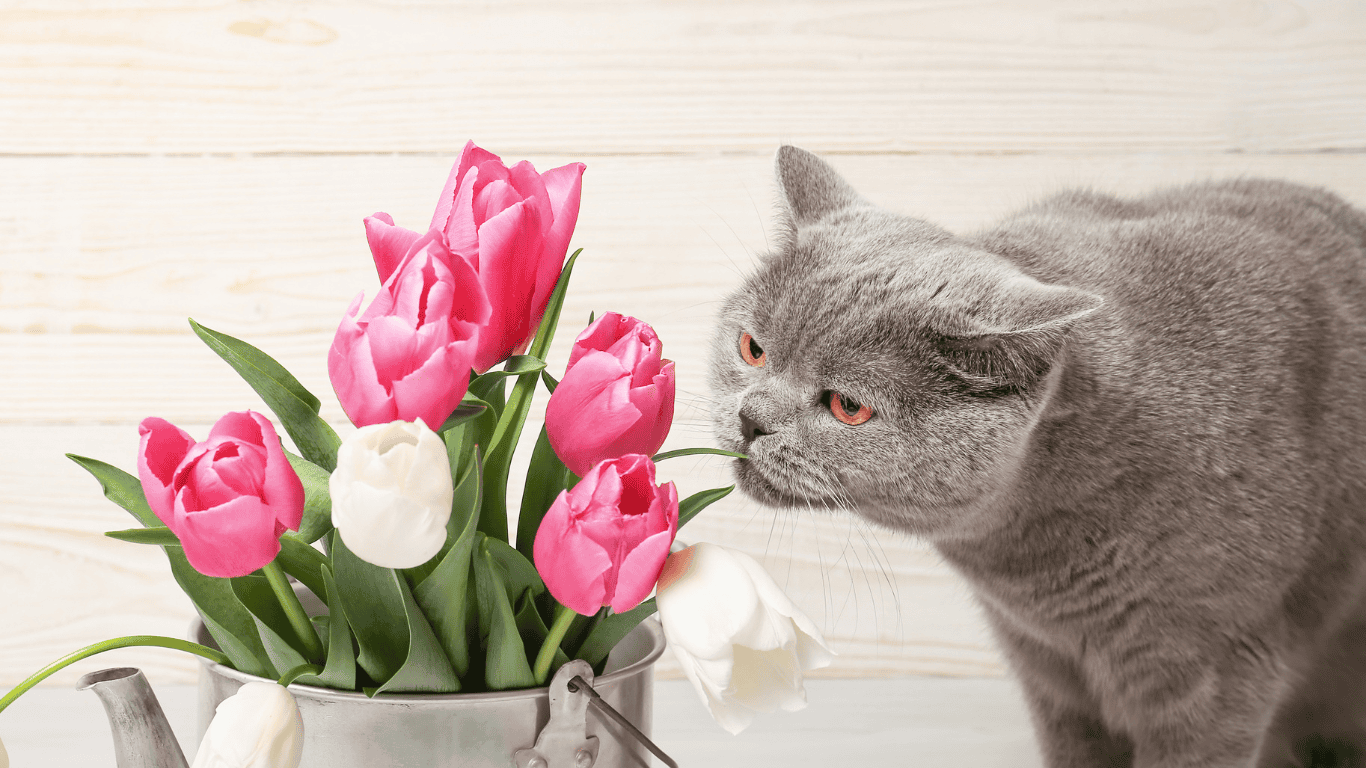tulipani cvetenje